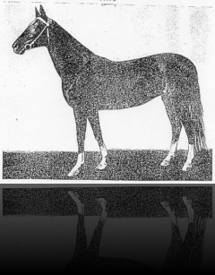 Pamyk, black, 1963 (Farfor–1323 Purga) Elite, 9-8-8-4-7, 161-164-179-18.5 Turkmenistan